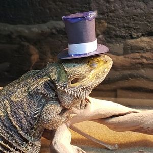 Meet your Posher, Coleton